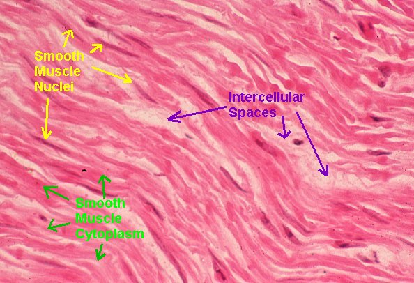 Basic Histology -- Smooth Muscle, Longitudinal Section