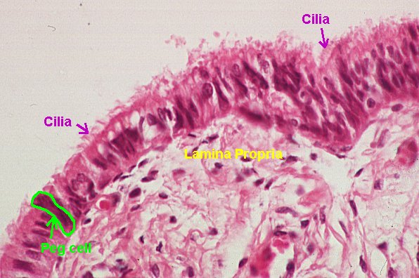 Sea bream chart Viewer Basic Histology -- Ciliated Epithelium of Oviduct